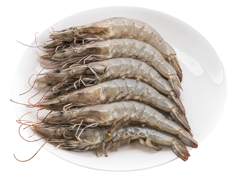 金新鮮無毒白蝦