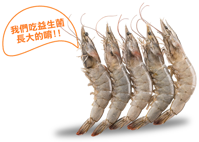 金新鮮無毒白蝦