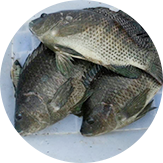 金新鮮無毒台灣鯛