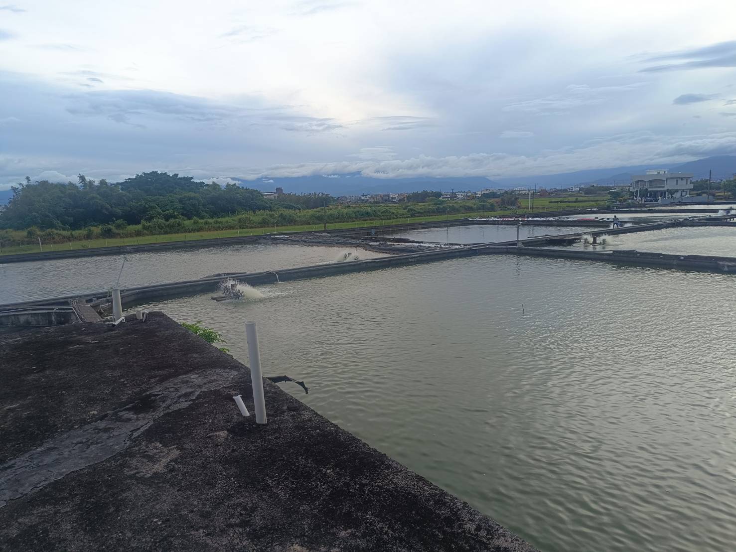 金新鮮無毒白蝦