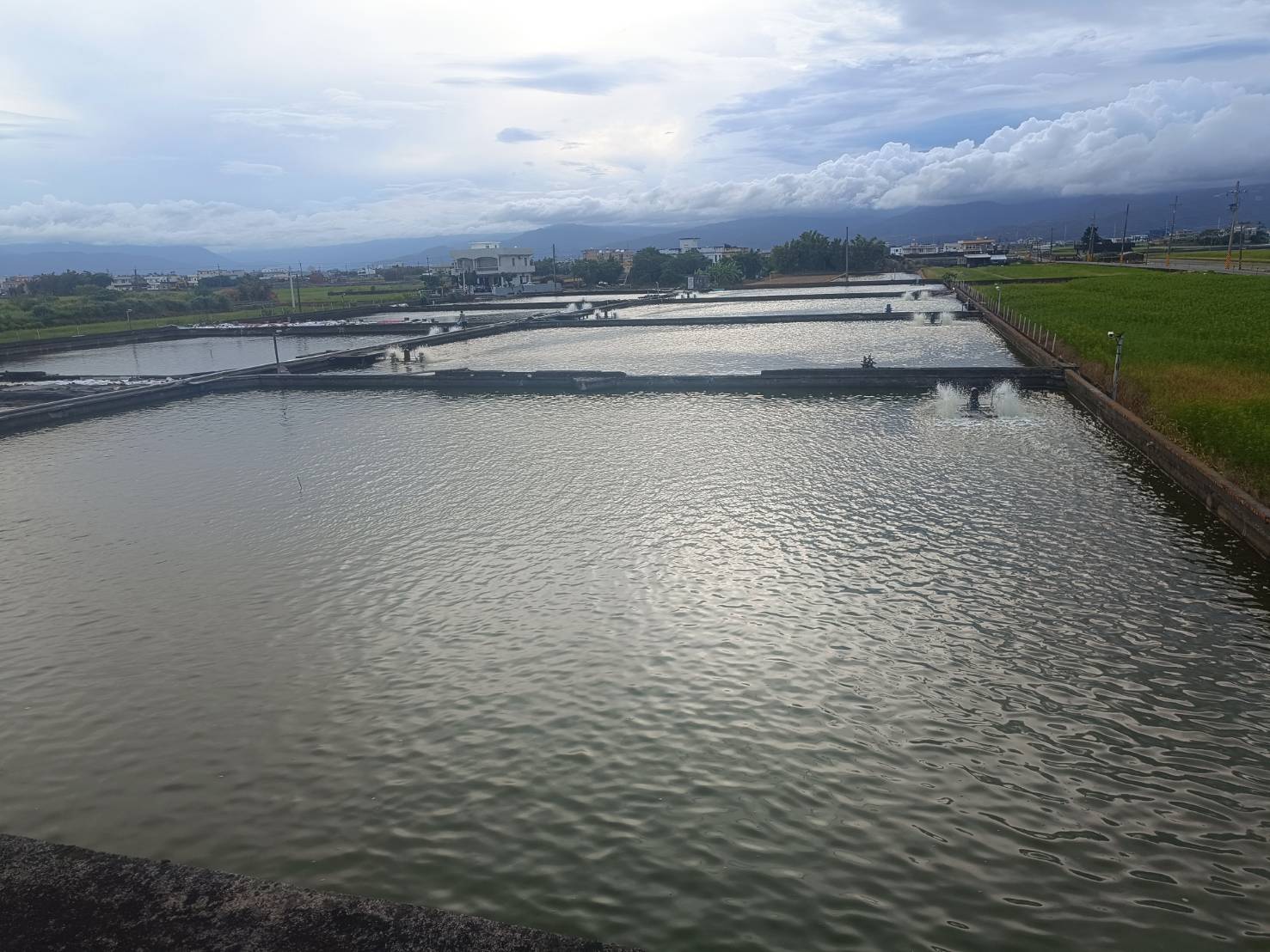 金新鮮無毒白蝦